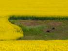 USA-Washington State-Palouse and springtime crop of Canola Art Print